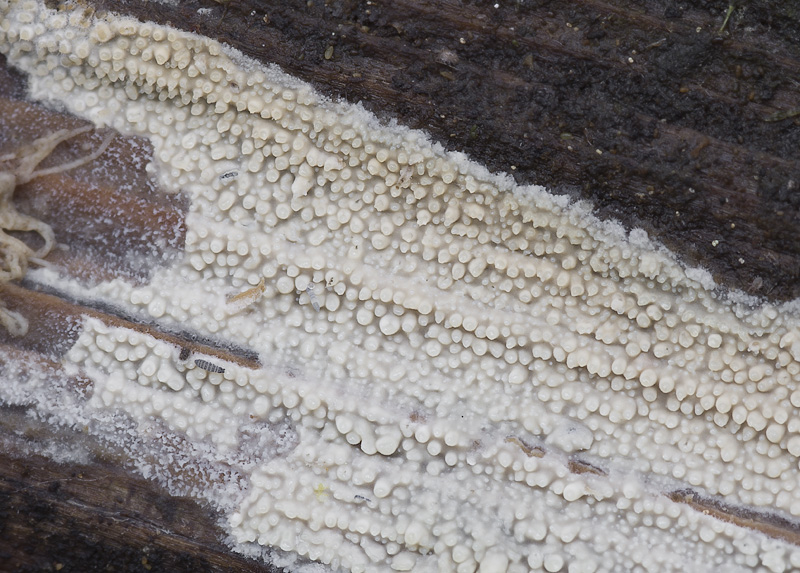 Kneiffiella floccosa